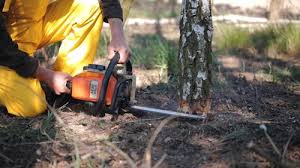Best Seasonal Cleanup (Spring/Fall)  in Friendship Heights Village, MD