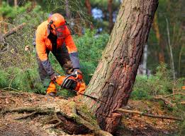 Best Aeration Services  in Friendship Heights Village, MD