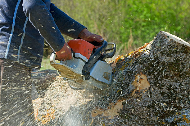 Best Lawn Mowing  in Friendship Heights Village, MD