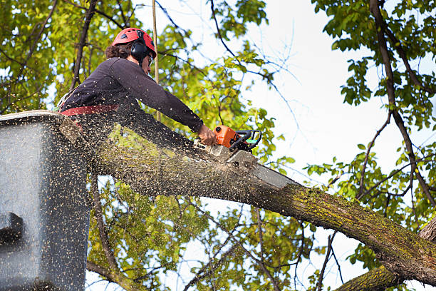 How Our Tree Care Process Works  in  Friendship Heights Village, MD
