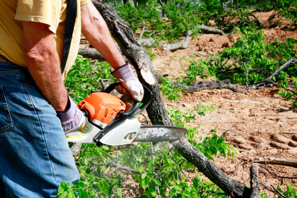 Best Storm Damage Tree Cleanup  in Friendship Heights Village, MD
